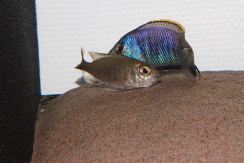 Placidochromis sp. 'blue otter' Tsano Rock
